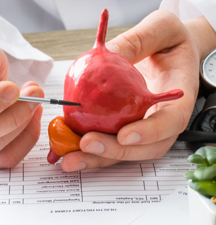 The doctor explains a model of the prostate gland to illustrate voiding dysfunction.